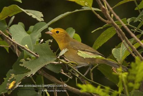 Tangará gris (Orange-headed Tanager) Thlypopsis sordida (d'Orbigny & Lafresnaye, 1837)