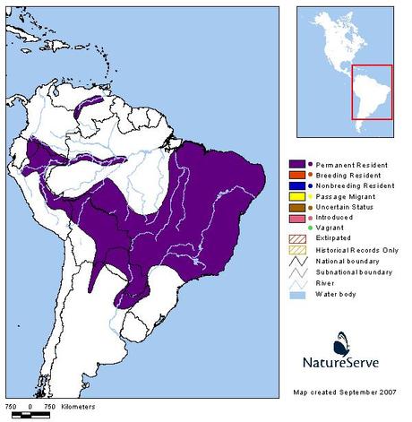 Tangará gris (Orange-headed Tanager) Thlypopsis sordida (d'Orbigny & Lafresnaye, 1837)