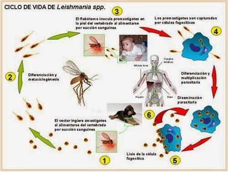 Leishmaniasis