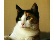 Cómo aprenden gatos?