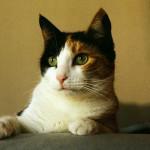 cómo aprenden los gatos