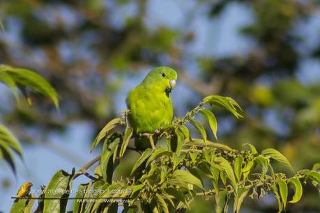Catita enana (Blue-winged parrotlet) Forpus xanthopterygius