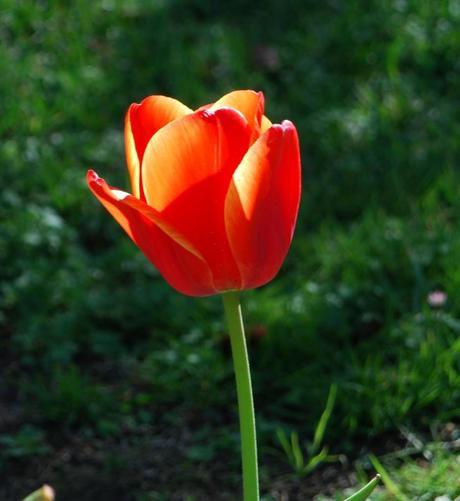 No más ni menos que una simple flor... (Montjuic, Barcelona, abril 2014) NO MÁS NI MENOS QUE UNA SIMPLE FLOR…
