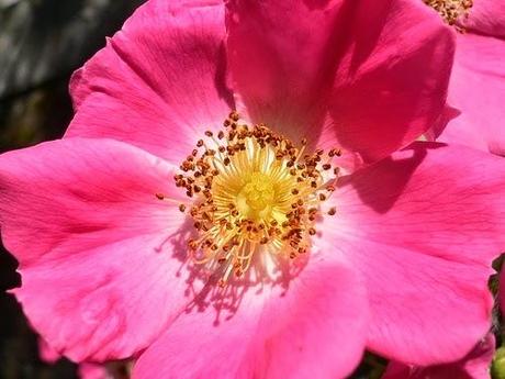 Jabón vegetal de Rosa y Crema de Ducha de Mosqueta de Weleda