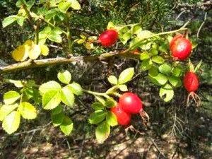 Jabón vegetal de Rosa y Crema de Ducha de Mosqueta de Weleda