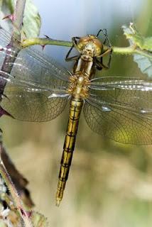 Para ampliar Orthetrum coerulescens (Libélula azul) hacer clic