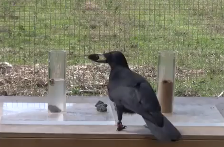 Los cuervos, aves tan inteligentes como niños de 6 años