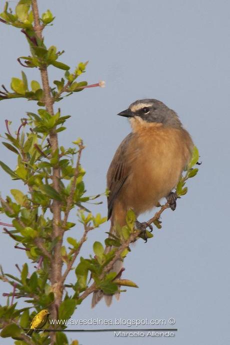 Cachilo canela (Long-tailed reed-Finch) Donacospiza albifrons