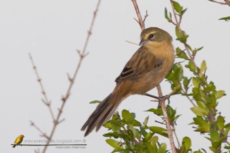 Cachilo canela (Long-tailed reed-Finch) Donacospiza albifrons