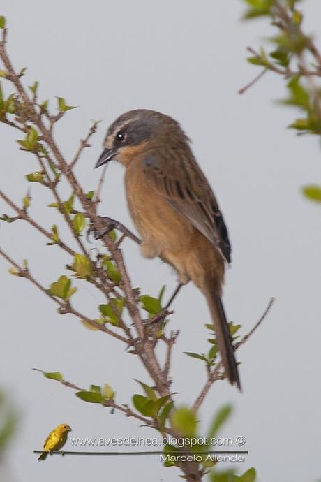 Cachilo canela (Long-tailed reed-Finch) Donacospiza albifrons