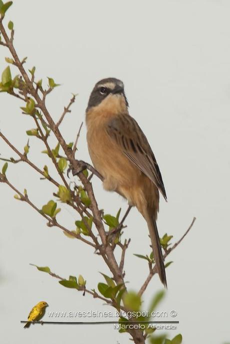 Cachilo canela (Long-tailed reed-Finch) Donacospiza albifrons