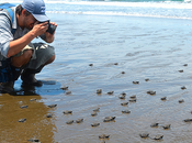 Llega primera Pacífico colombiano crucero turistas internacionales
