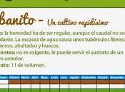 ¿Cómo montar huerto casa? #Infografía #Alimentación #Cultivos