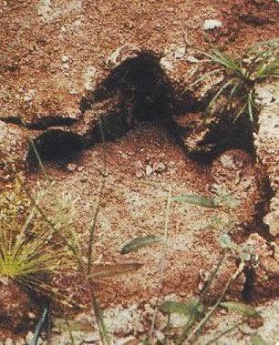Mokèlé-mbèmbé: ¿Sobreviven los saurópodos en África?
