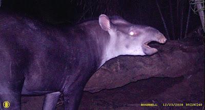 Descubierta una nueva especie de Tapir