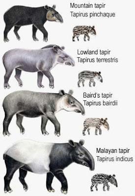 Descubierta una nueva especie de Tapir