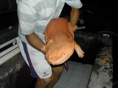 Salamandras gigantes (I)