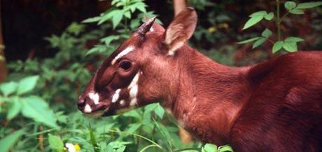 El descubrimiento del Saola