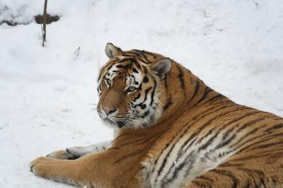Los últimos tigres siberianos