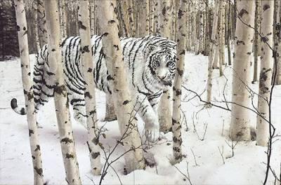 Los últimos tigres siberianos