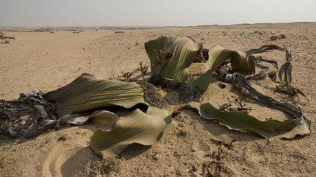 Welwitschia: la extraña planta del desierto