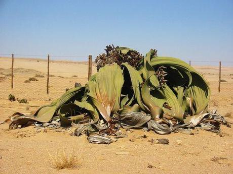 Welwitschia: la extraña planta del desierto