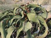 Welwitschia: extraña planta desierto