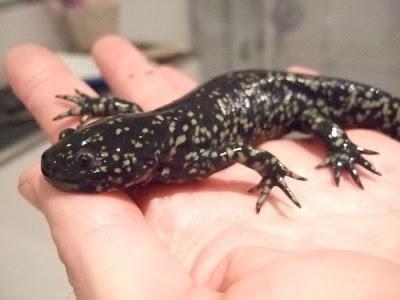 El Ajolote (Axolotl)