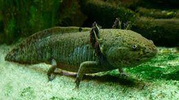 El Ajolote (Axolotl)