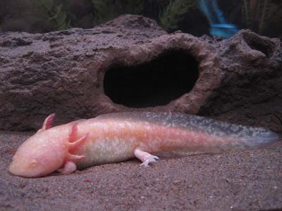 El Ajolote (Axolotl)