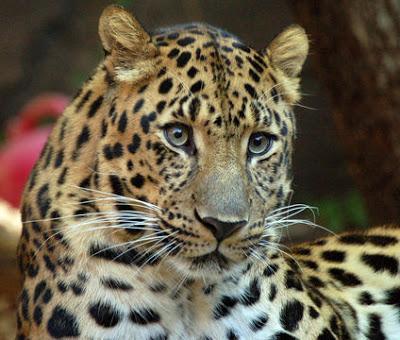 El Leopardo del Amur