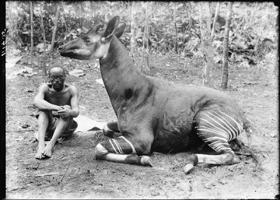 El descubrimiento del Okapi