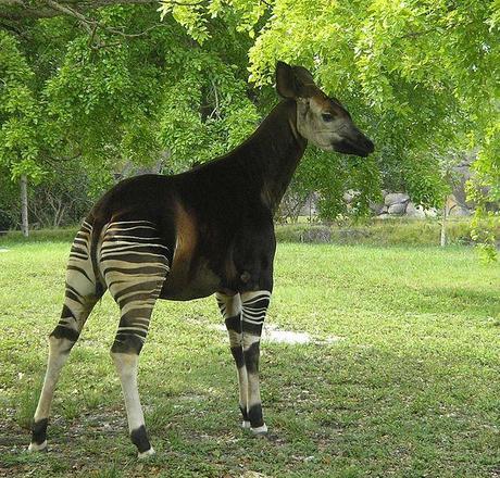 El descubrimiento del Okapi