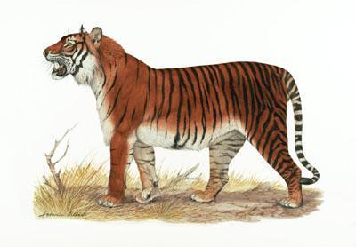 El Tigre de Bali