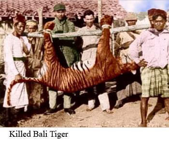 El Tigre de Bali
