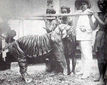 El Tigre de Bali