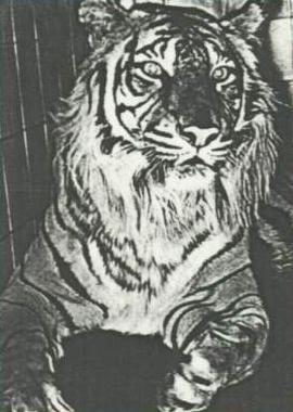 El Tigre de Java
