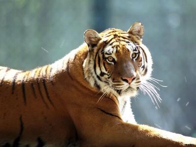 Posible supervivencia en libertad del Tigre de Amoy