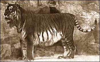 Posible supervivencia en libertad del Tigre de Amoy