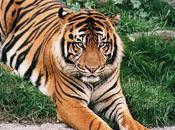 Posible supervivencia libertad Tigre Amoy