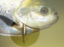 Peces parásitos (3ª parte) Peces parásitos (3ª parte)