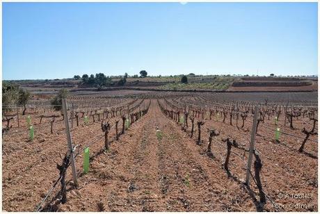 Paseo al Sol en Bodegas Chozas Carrascal