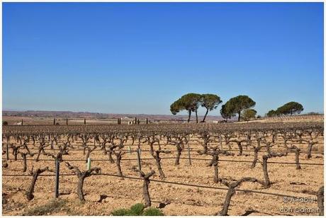 Paseo al Sol en Bodegas Chozas Carrascal