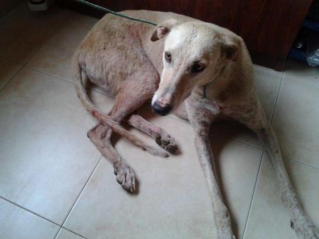 AMAPOLA, DESECHADA POR NO SERVIR Y EN PÉSIMO ESTADO. (JAÉN)