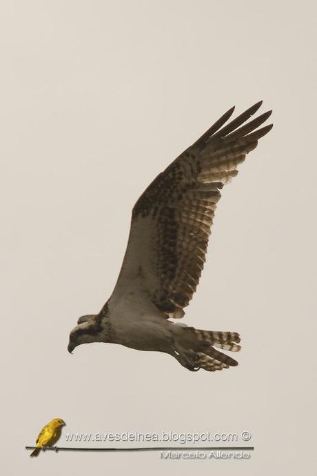 Águila pescadora (Osprey) Pandion haliaetus