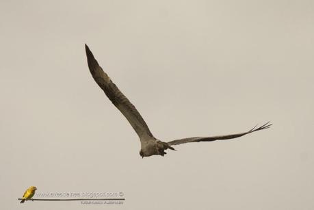 Águila pescadora (Osprey) Pandion haliaetus