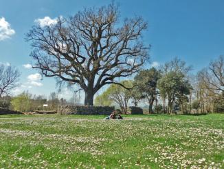 Santa Coloma Sasserra - Roure del Giol