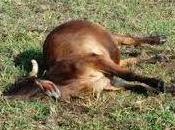 Animales muertos relaves mineros perú