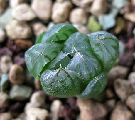 Haworthia Yamada Black