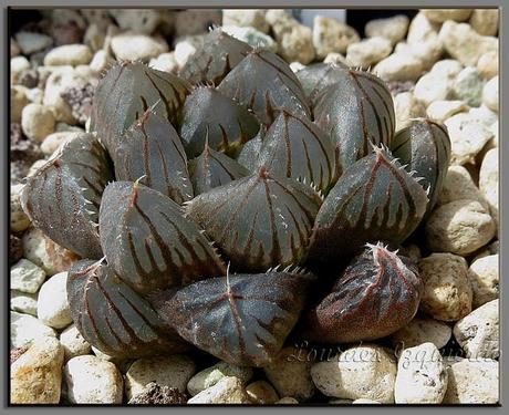 Haworthia Yamada Black